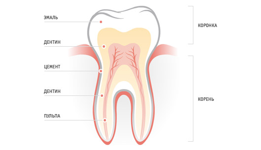 Из чего состоит цемент зуба